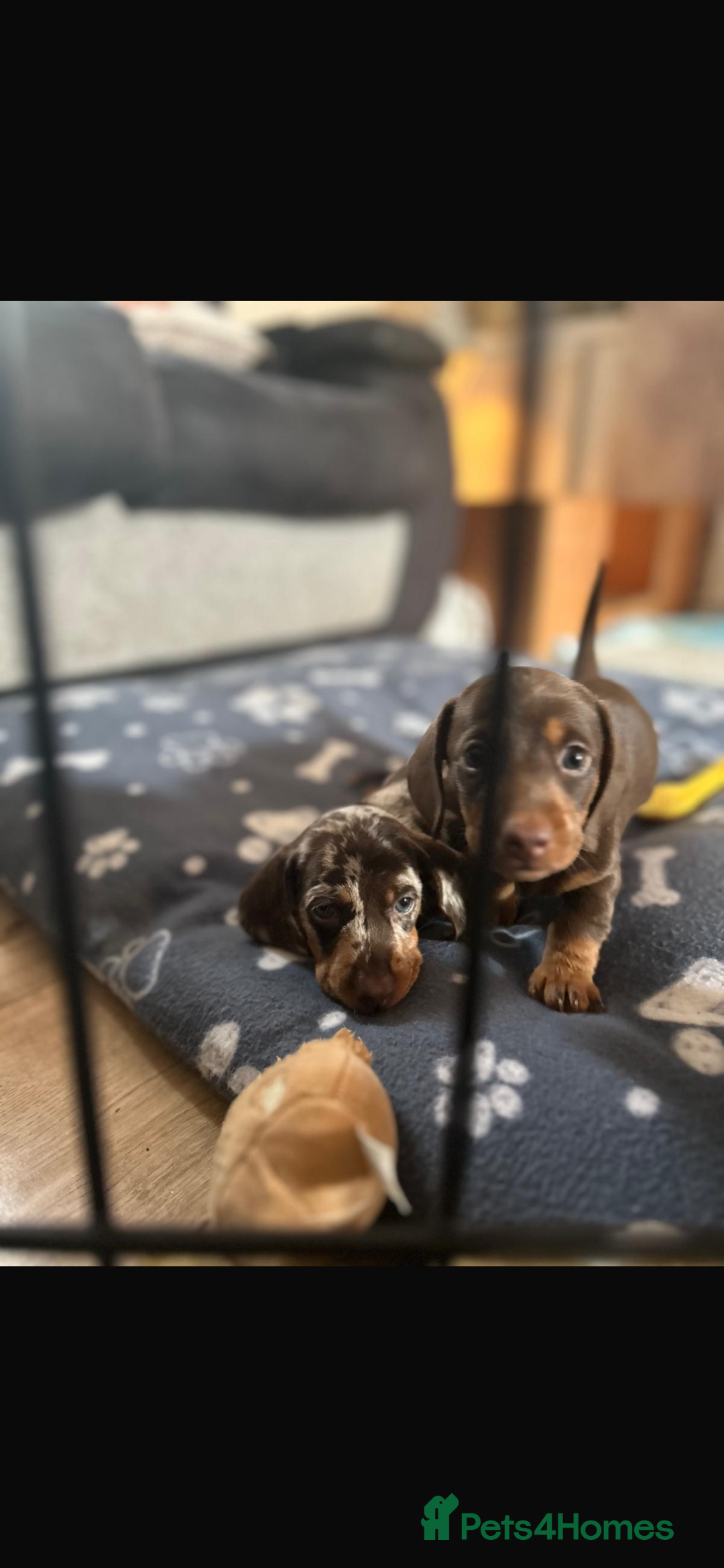 Miniature Dachshund dogs for sale: Miniature dachshunds  - Image 4