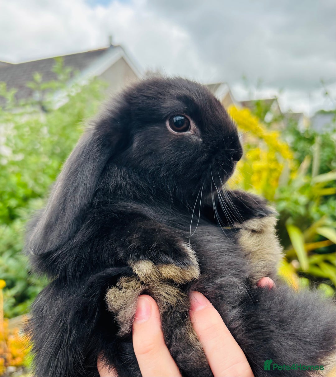 Mini Lop rabbits for sale: Adorable mini lop and lion lop babies - Image 5