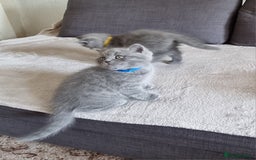 British Shorthair cats for sale: Gorgeous BSH kittens  - Image 15
