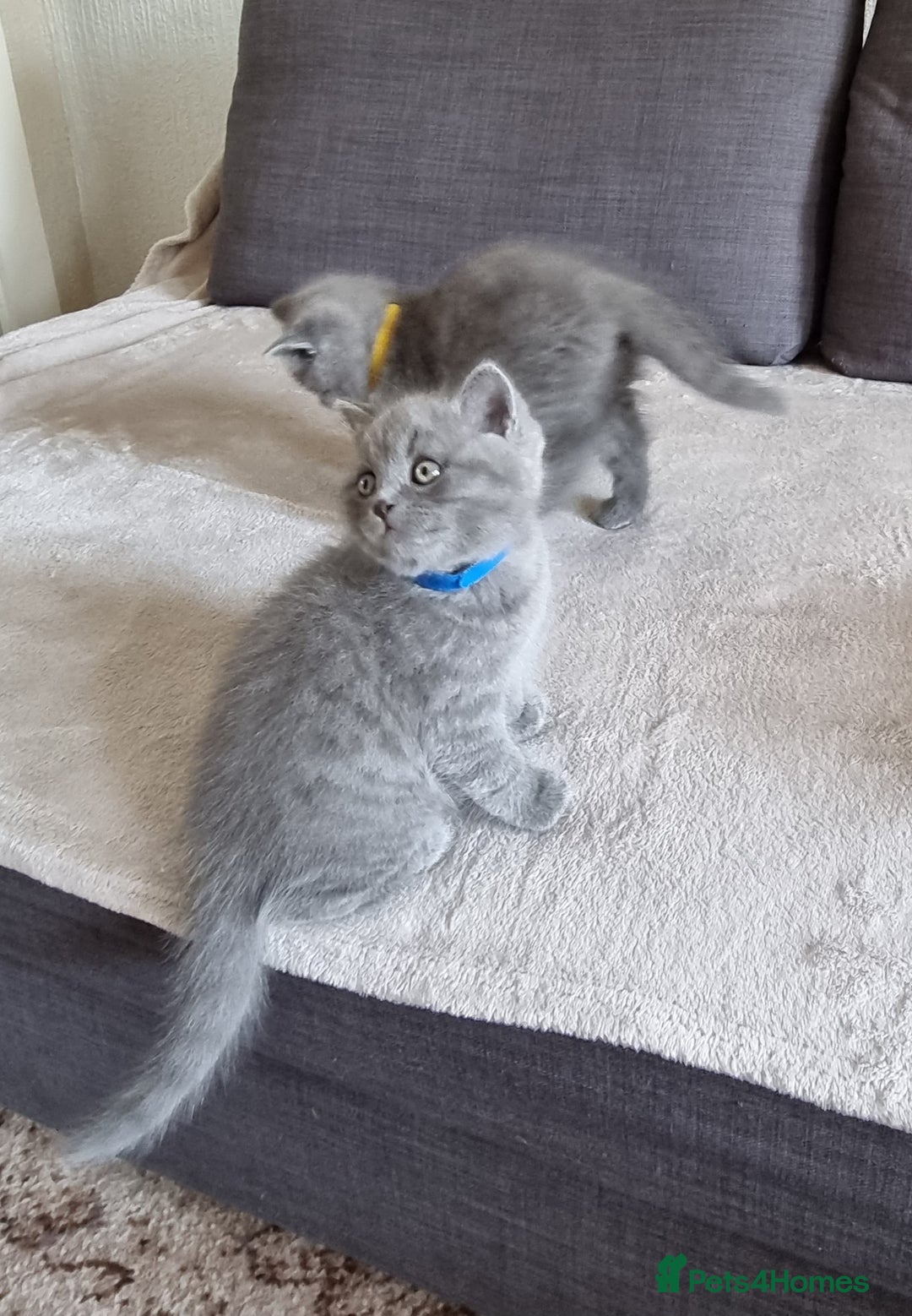 British Shorthair cats for sale: Gorgeous BSH kittens  - Image 15