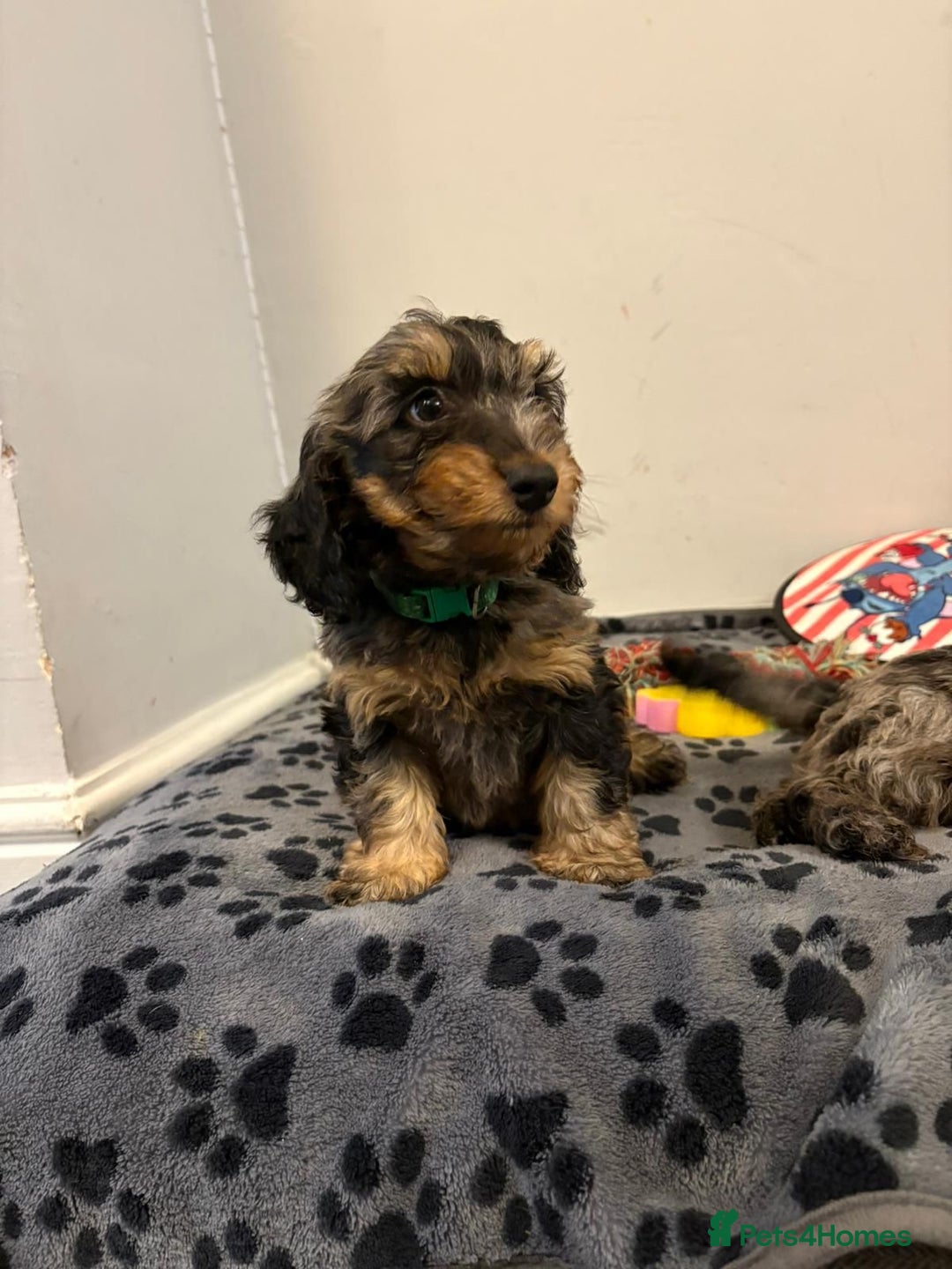 Mixed Breed dogs for sale: dixie pop puppies for sale - Image 8