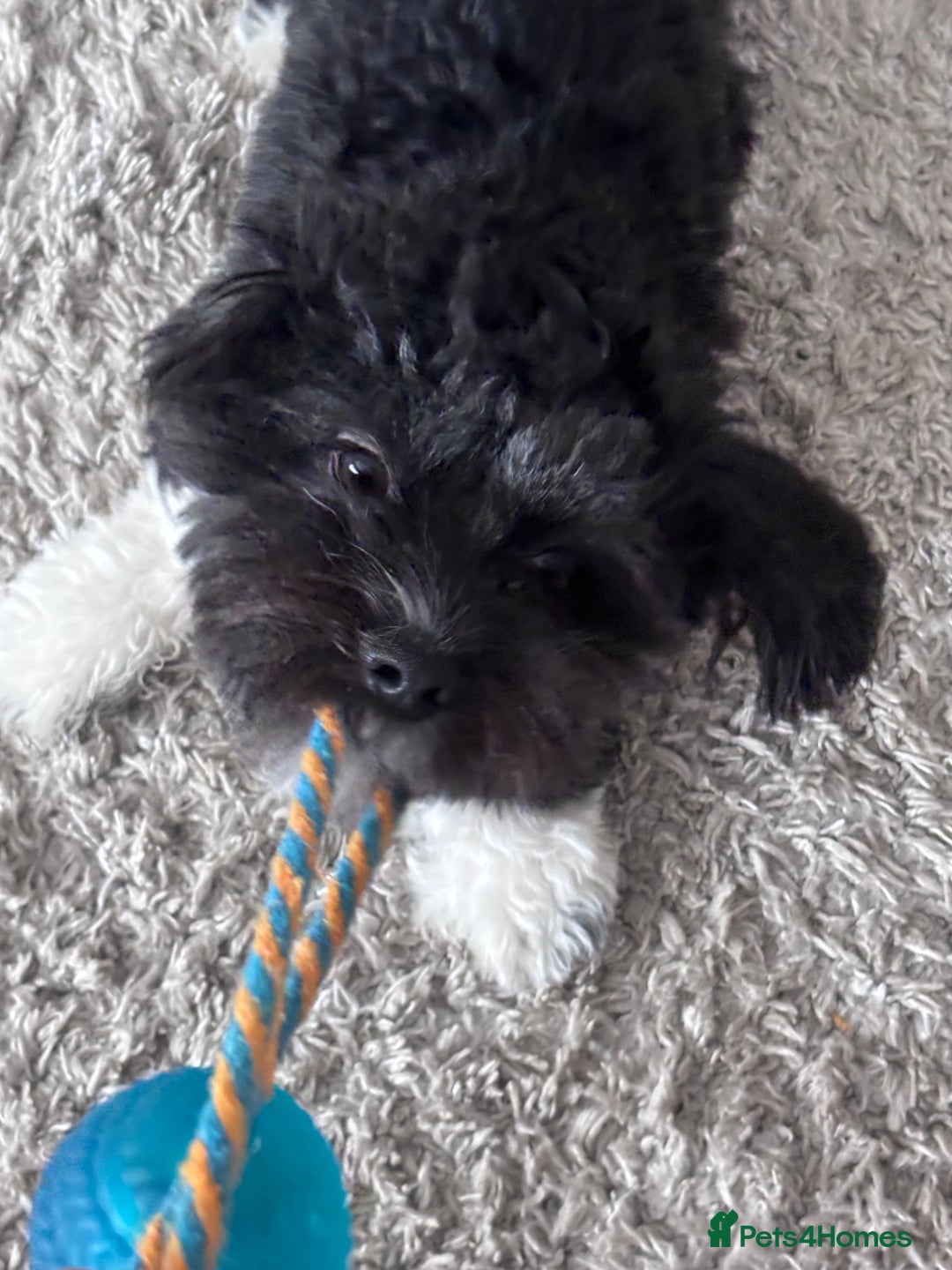 Mixed Breed dogs for sale: Bichon x havanese male 1 year old - Advert 9