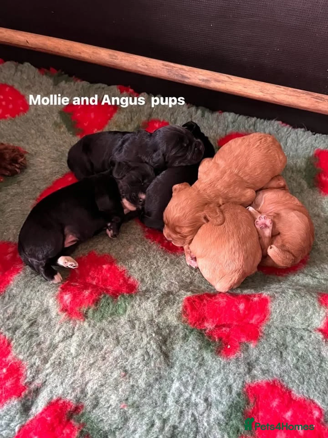 Cocker Spaniel dogs for sale: Working cocker spaniel  - Advert 2