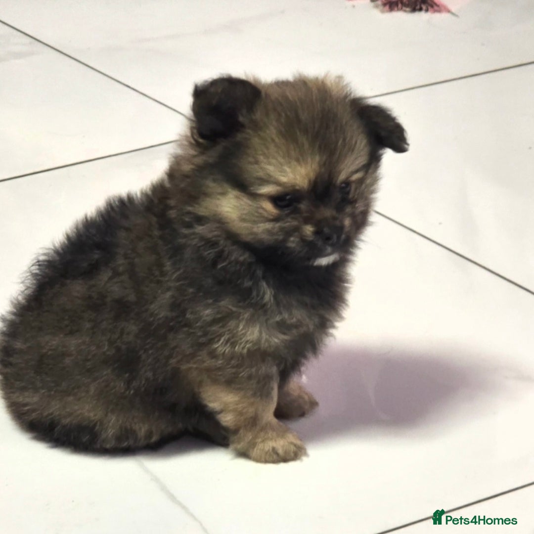 Mixed Breed dogs for sale: Tiny  **  Yorkiepom boy READY NOW  - Advert 15