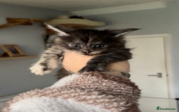 Maine Coon cats for sale: Beautiful RARE coloured Maine Coons - Image 5