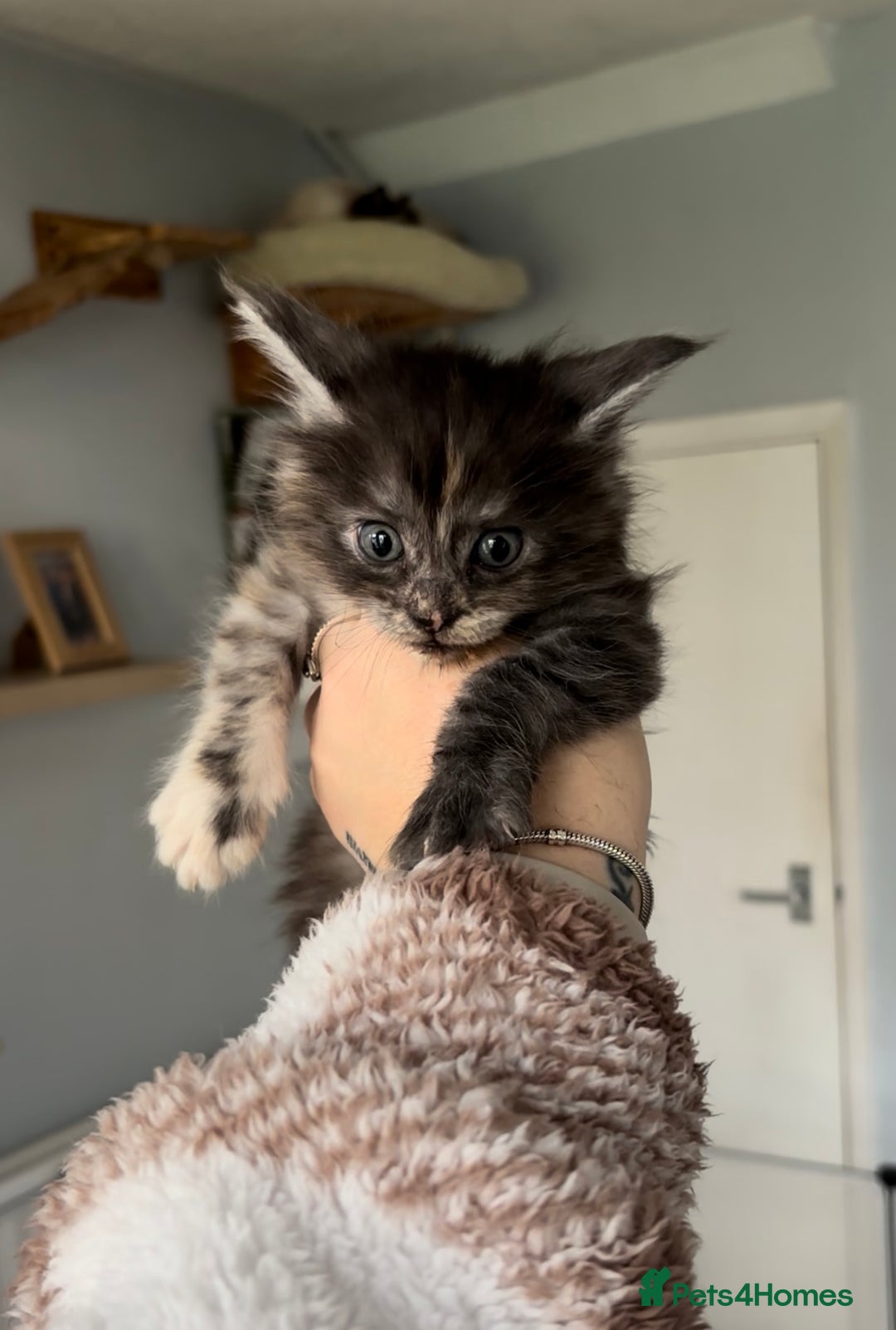 Maine Coon cats for sale: Beautiful RARE coloured Maine Coons - Image 5