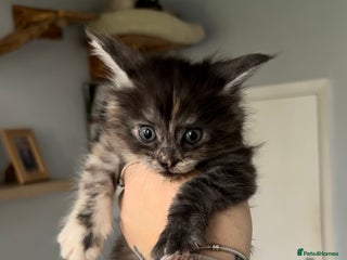 Maine Coon cats - Advert 7