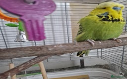 Budgerigars birds for sale: Charlie the Budgie looking for a loving home  - Image 9
