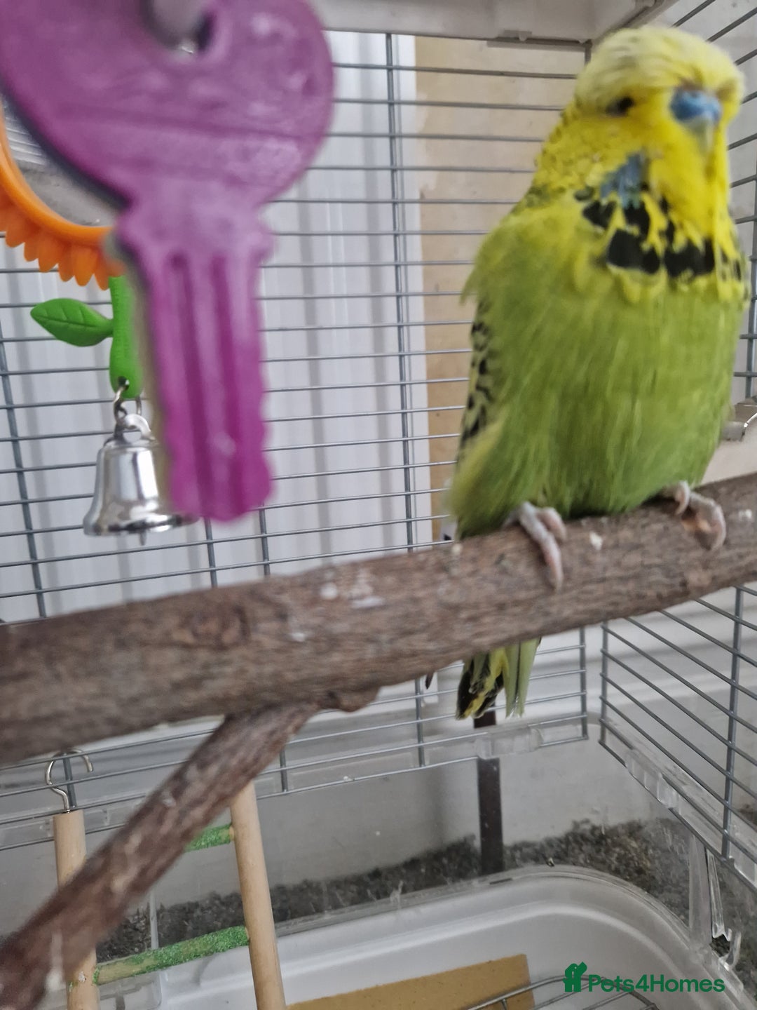 Budgerigars birds for sale: Charlie the Budgie looking for a loving home  - Image 9