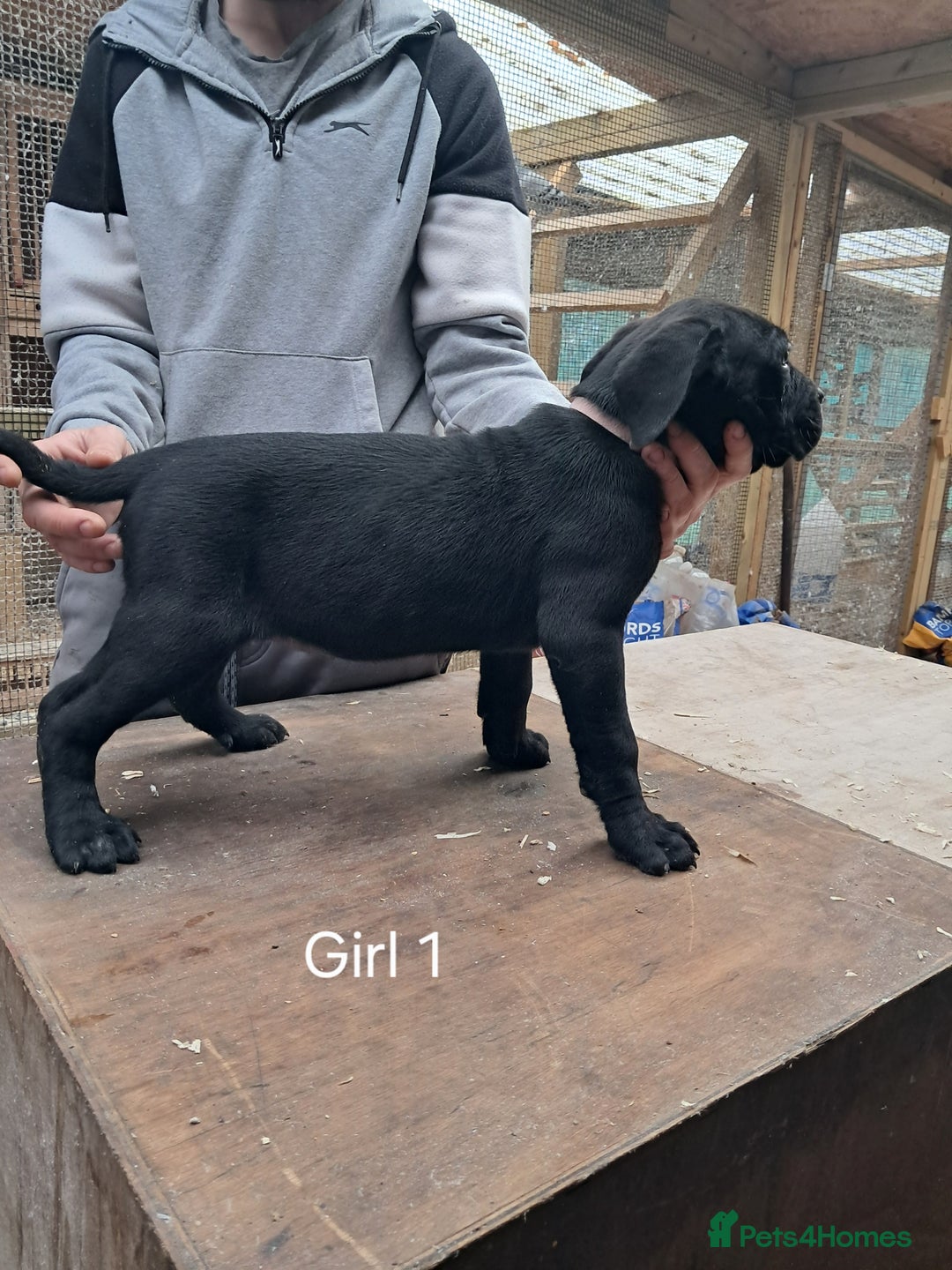 Cane Corso dogs for sale: Cane Corso Puppies - Advert 9