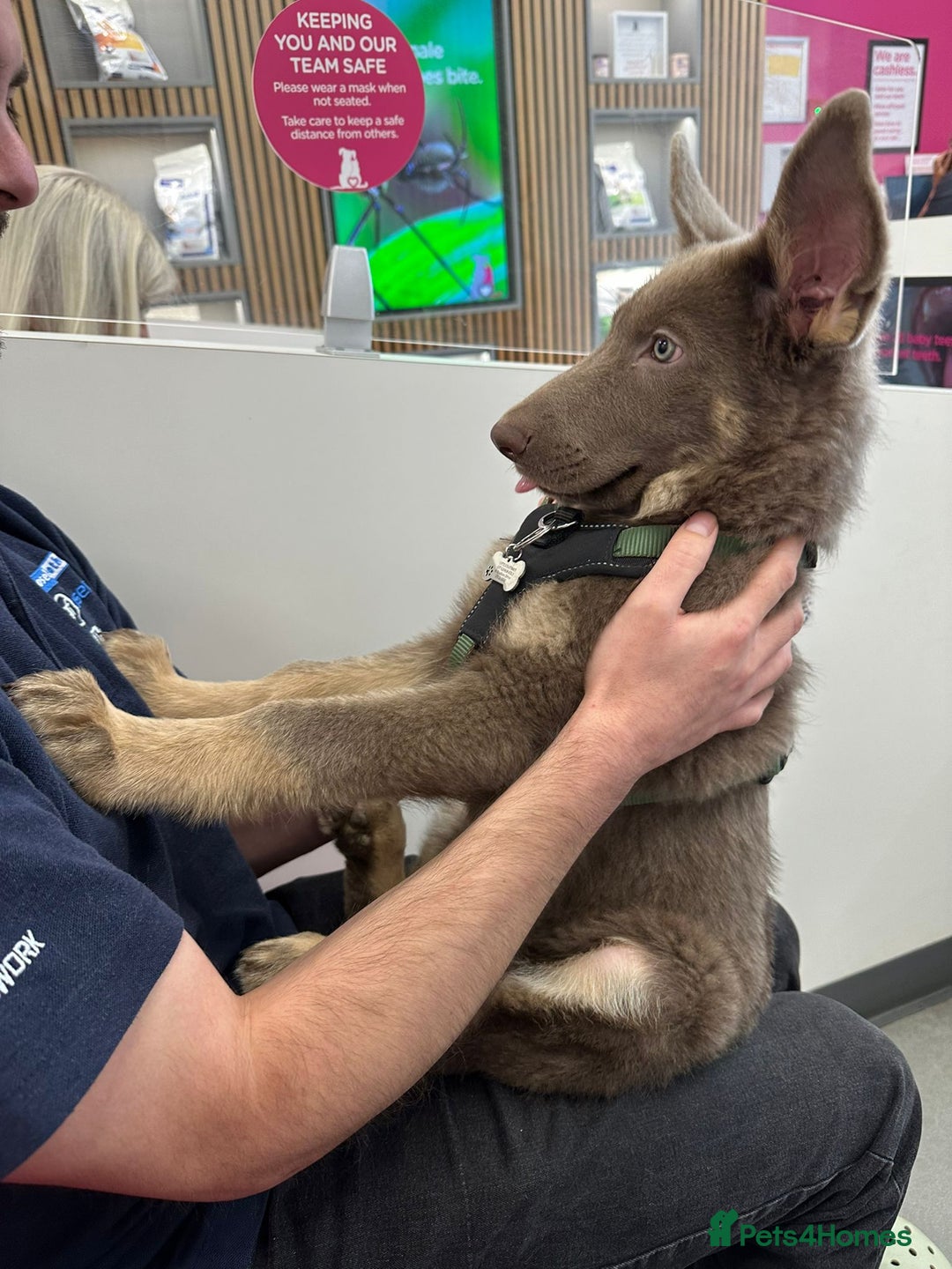 German Shepherd dogs for stud: PROVEN KC REG STRAIGHT BACK BLUE BICOLOUR in Redditch - Image 24