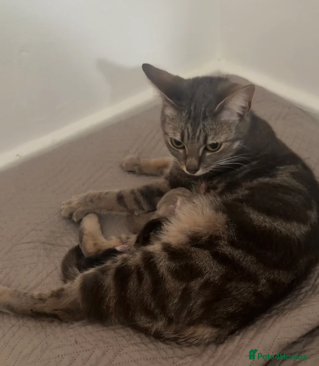 Mixed Breed cats for sale: Rehoming kitten and mom Free in Welwyn Garden City - Advert 2