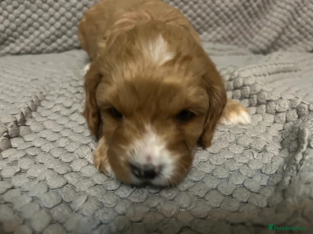 Cavapoo dogs for sale: 🌟 F1 Cavapoos for sale 🌟  - Advert 7
