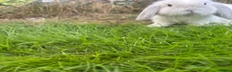 Mini Lop rabbits for sale: White a grey mini lop bunny  - Advert 1