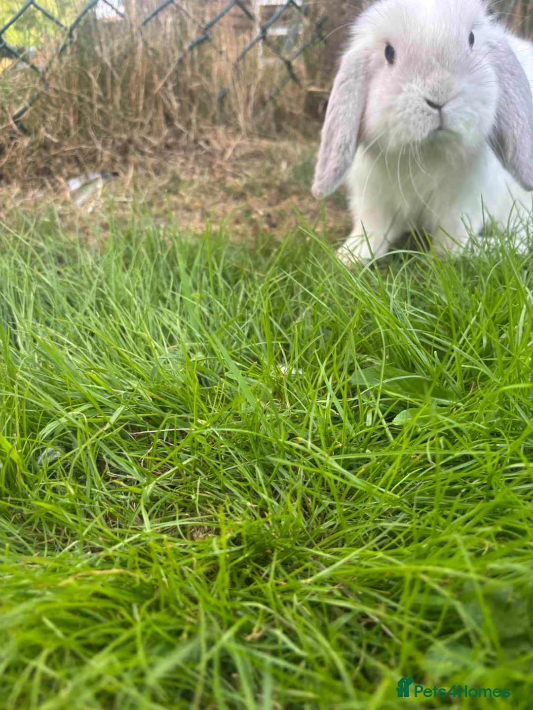 Mini Lop rabbits for sale: White a grey mini lop bunny  - Advert 1