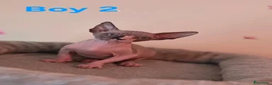 Boy 2