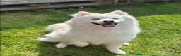 Pomsky dogs for sale: Last 1 now reduced 🩷  F3 real pomsky puppies  - Advert 24