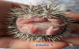 Pygmy Hedgehog rodents for sale: Gorgeous APH hedgehogs  - Image 6