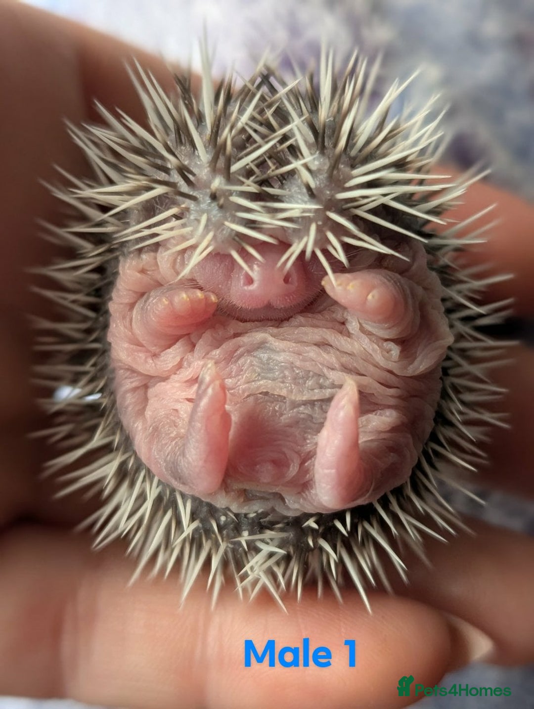 Pygmy Hedgehog rodents for sale: Gorgeous APH hedgehogs  - Image 6