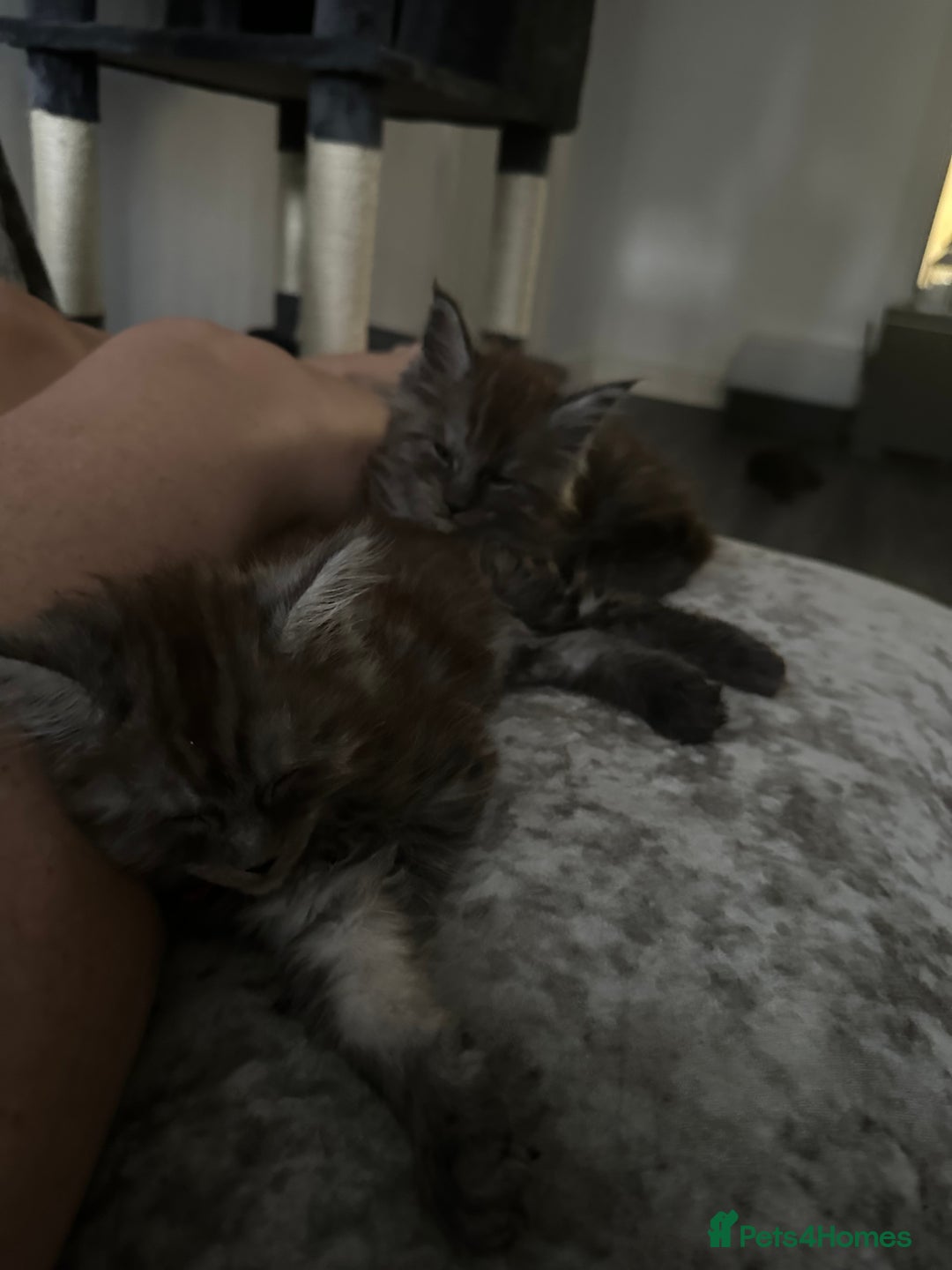 Maine Coon cats for sale: XXL Maine Coon Kittens Double TICA Champion lines  - Image 17