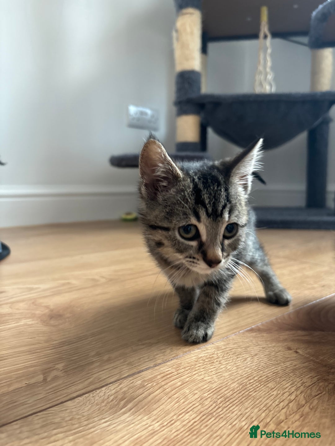 American Shorthair cats for sale: 🌟5 Adorable Kittens Ready For 4ever Home 🌟 - Advert 9