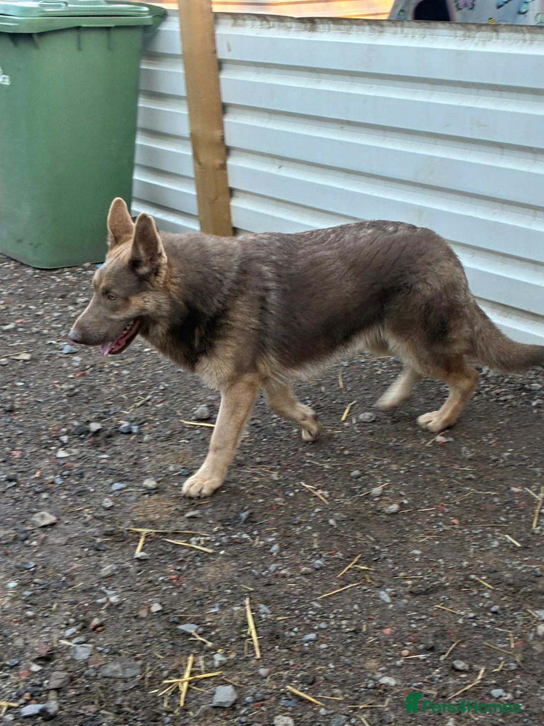 German Shepherd dogs for sale: German shepherd  - Advert 5