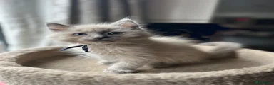 Ragdoll 1