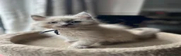 Ragdoll cats for sale: 🐈 Gorgeous Cherubim ragdoll kittens  - Advert 10