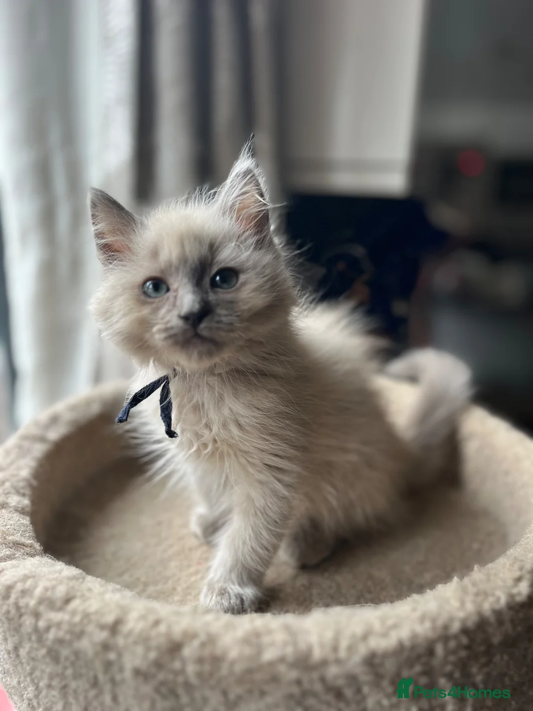 Ragdoll cats for sale: 🐈 Gorgeous Cherubim ragdoll kittens  - Advert 10