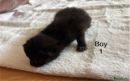 Domestic Shorthair cats for sale: 4 kittens for sale  - Image 3