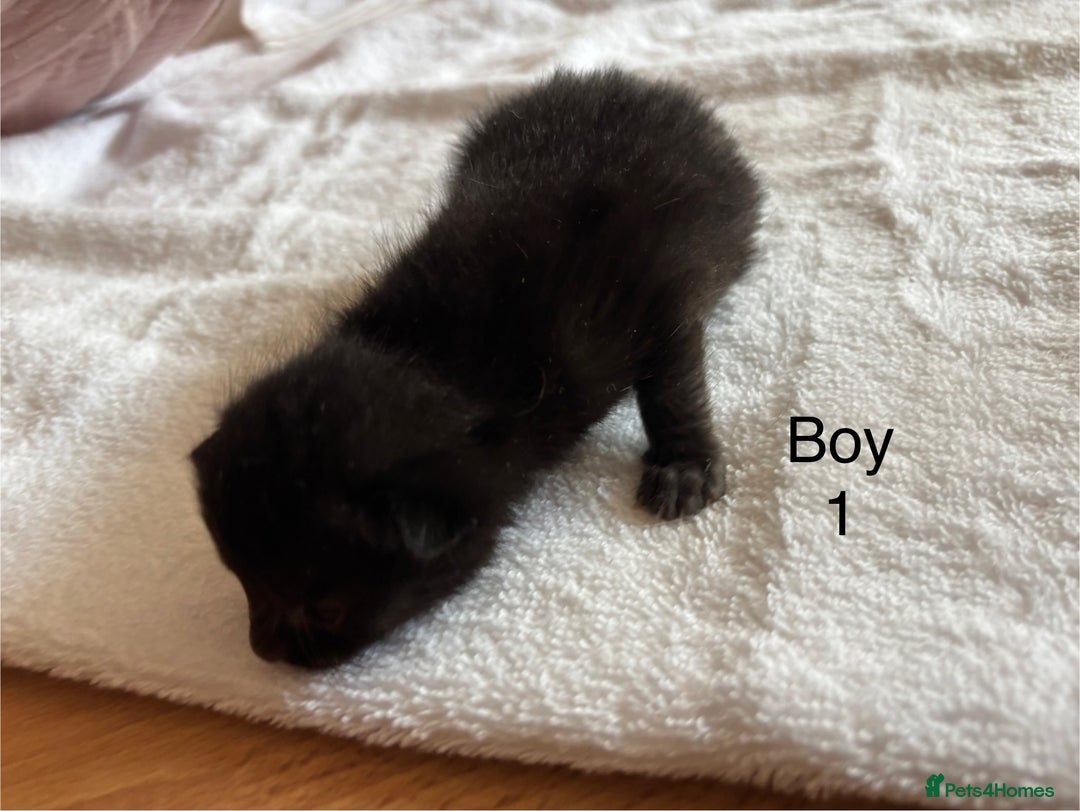 Domestic Shorthair cats for sale: 4 kittens for sale  - Image 3