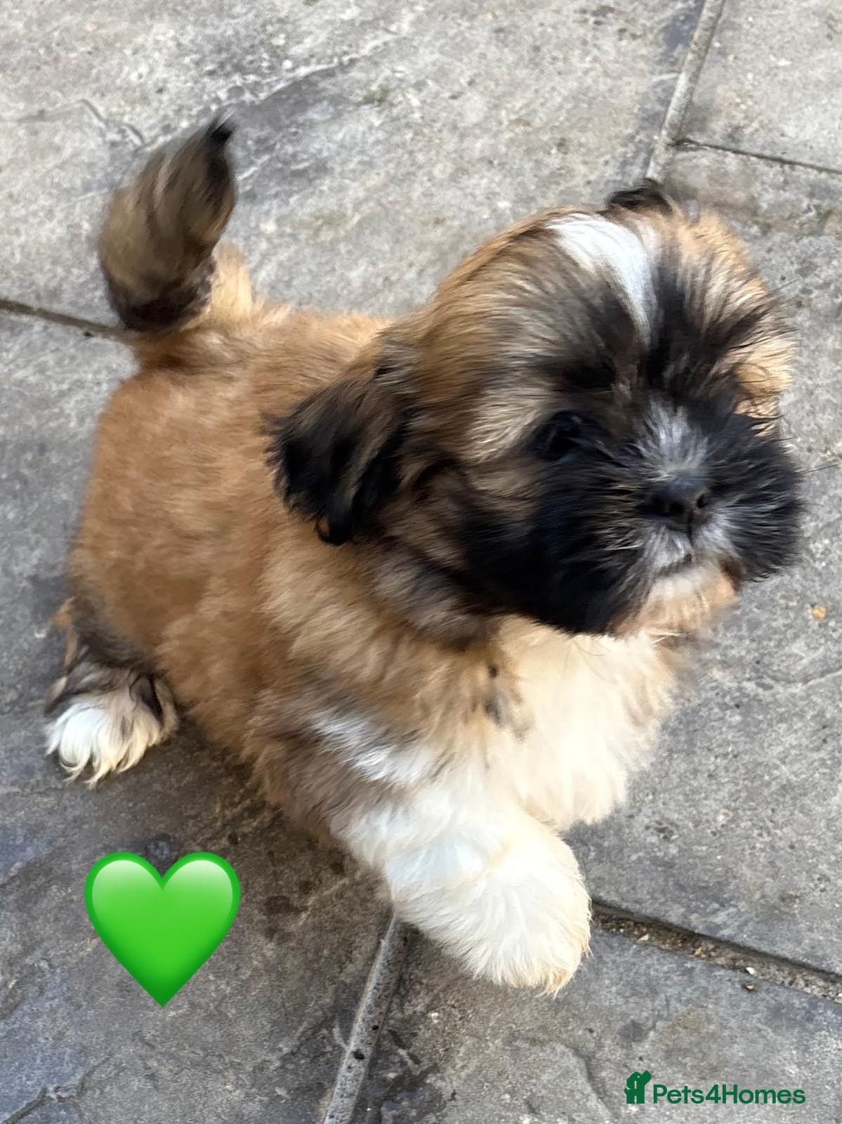 Lhasa Apso dogs Six Beautiful Puppies KC reg GPRA4 clear - Advert 1