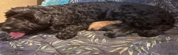 Cockapoo dogs for sale: A litter of 5 beautiful cockapoos in Halstead - Advert 3