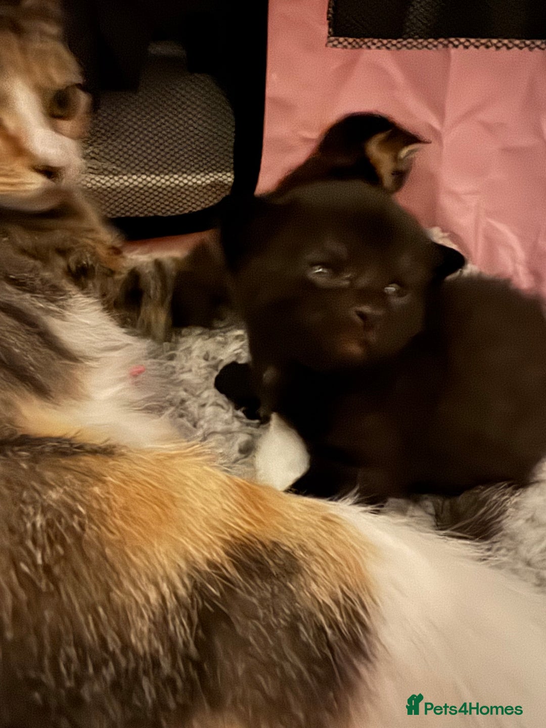 Mixed Breed cats for sale: Beautiful half Maine coon kittens  - Advert 12