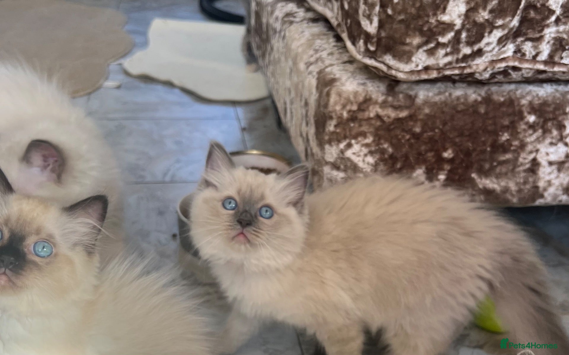 Ragdoll cats  Gccf ragdoll kittens 😍 UPDATED PICS - Advert 2