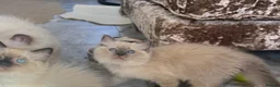 Ragdoll cats for sale:  Gccf ragdoll’s  😍 UPDATED PICS - Advert 22