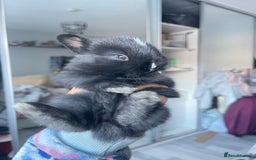 Mini Lion Lop rabbits for sale: Mini lop lion heads  - Image 3
