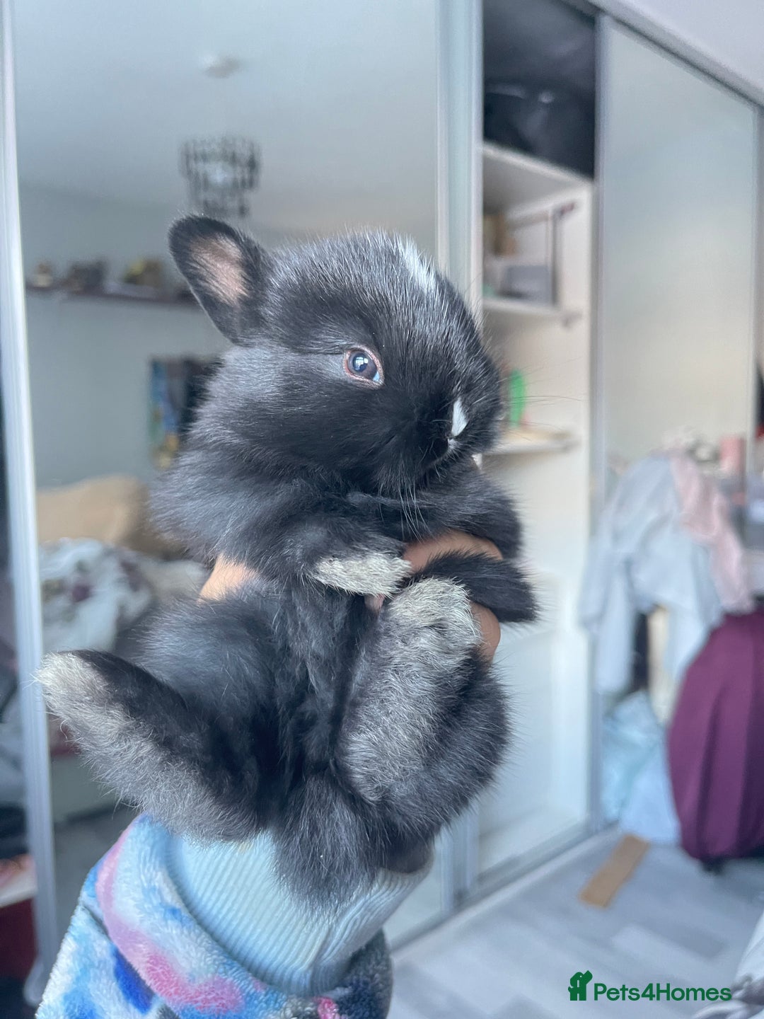 Mini Lion Lop rabbits for sale: Mini lop lion heads  - Image 3