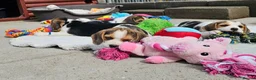 Beagle dogs for sale: Stunning Litter of KC Registered Beagle Pups  in Thirsk - Advert 27