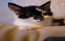 Mixed Breed cats for sale: Ready to leave kittens - Image 8