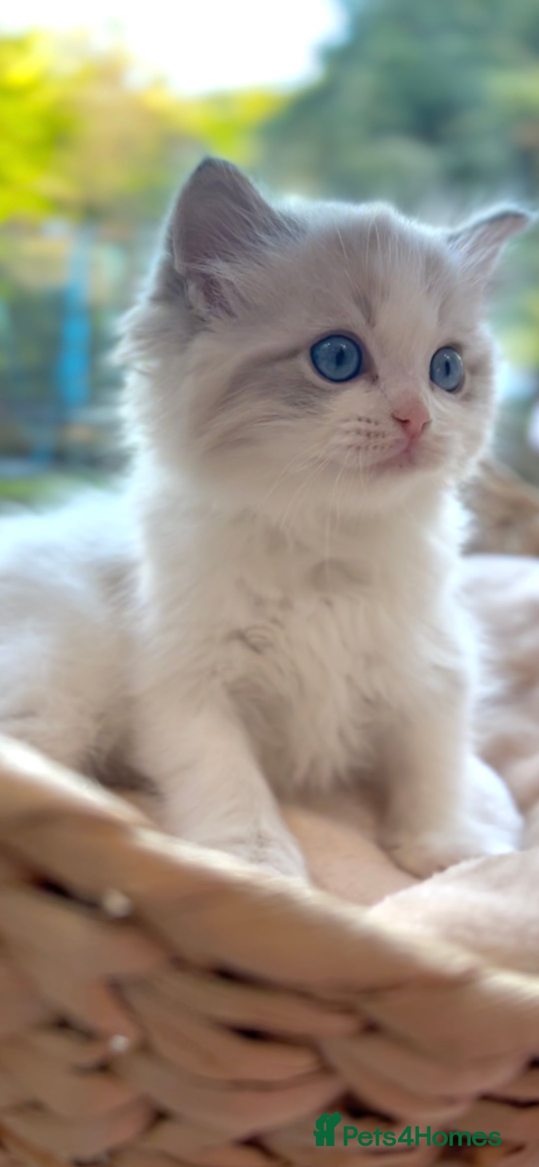Ragdoll cats for sale: GCCF Registered. Grand Champion Bloodlines. - Advert 18