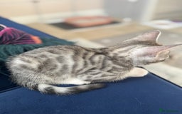 Bengal cats for sale: Bengal kittens  - Image 12