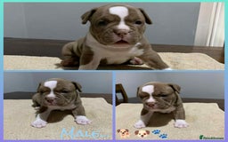 American Bully dogs for sale: Pocket American Bully Puppies - Image 1
