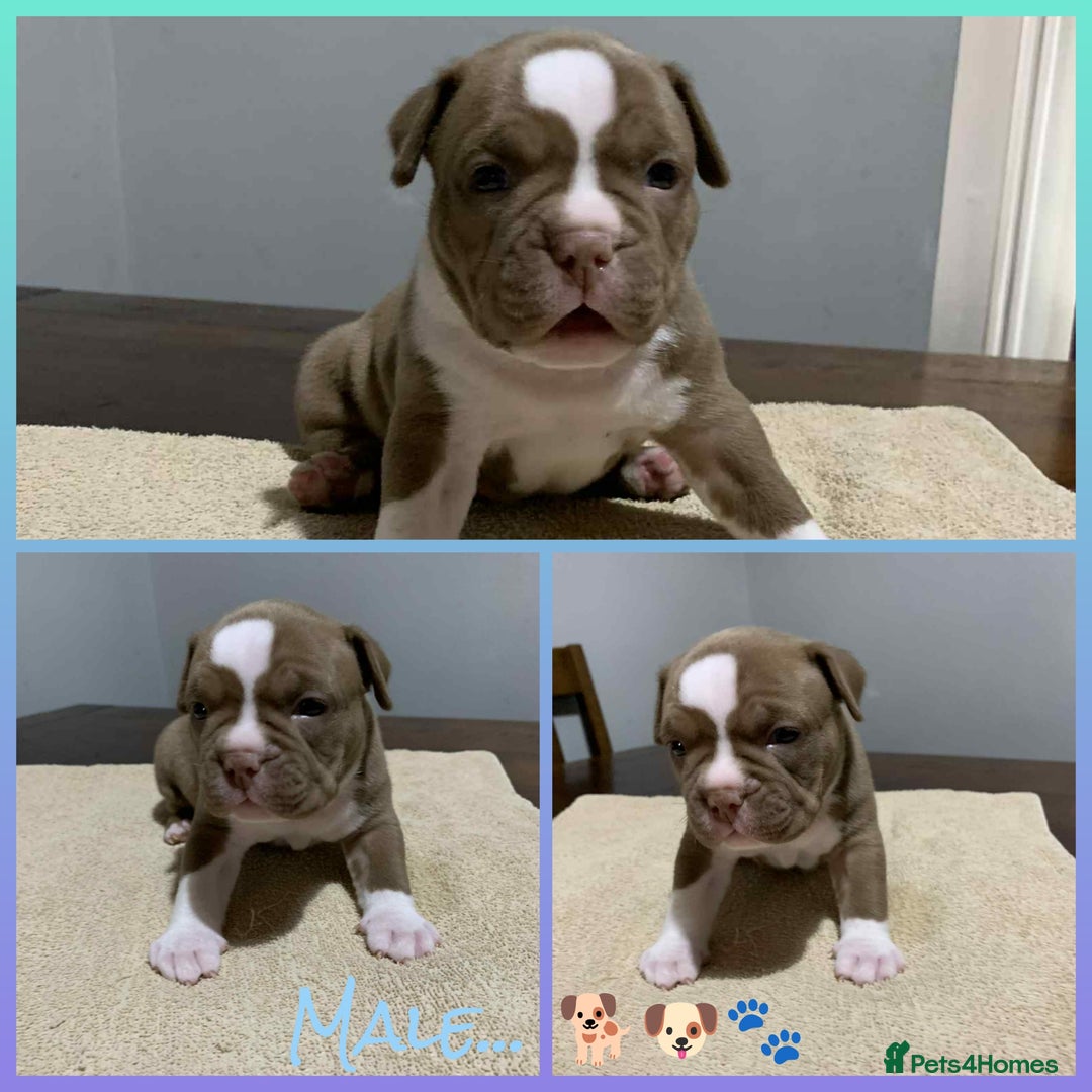 American Bully dogs for sale: Pocket American Bully Puppies - Image 1