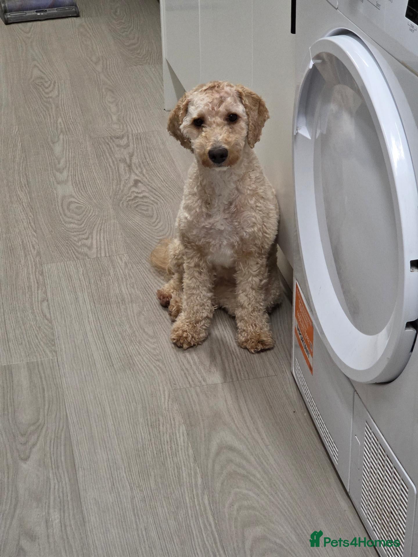 Cockapoo dogs Cockapoo girl 10 months old - Advert 1