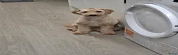 Cockapoo dogs for sale: Cockapoo girl 10 months old - Advert 1