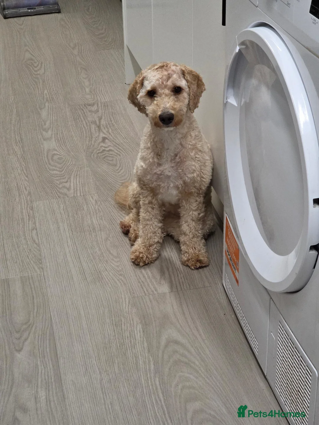 Cockapoo dogs for sale: Cockapoo girl 10 months old - Advert 1