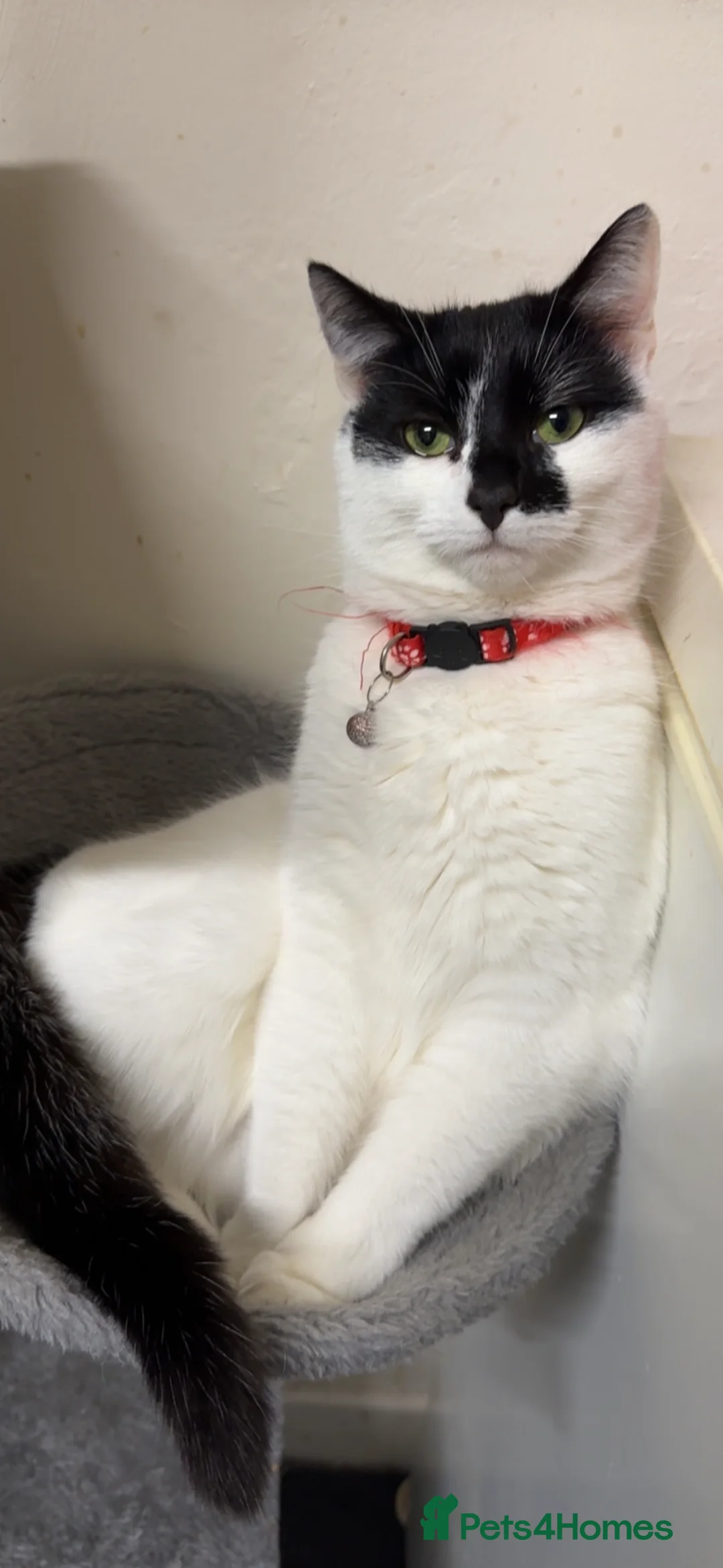 British Shorthair cats for sale: Angel - Advert 3