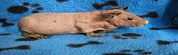 Guinea Pig rodents for sale: Skinnys Werewolfs & Lakelands Available  - Advert 4