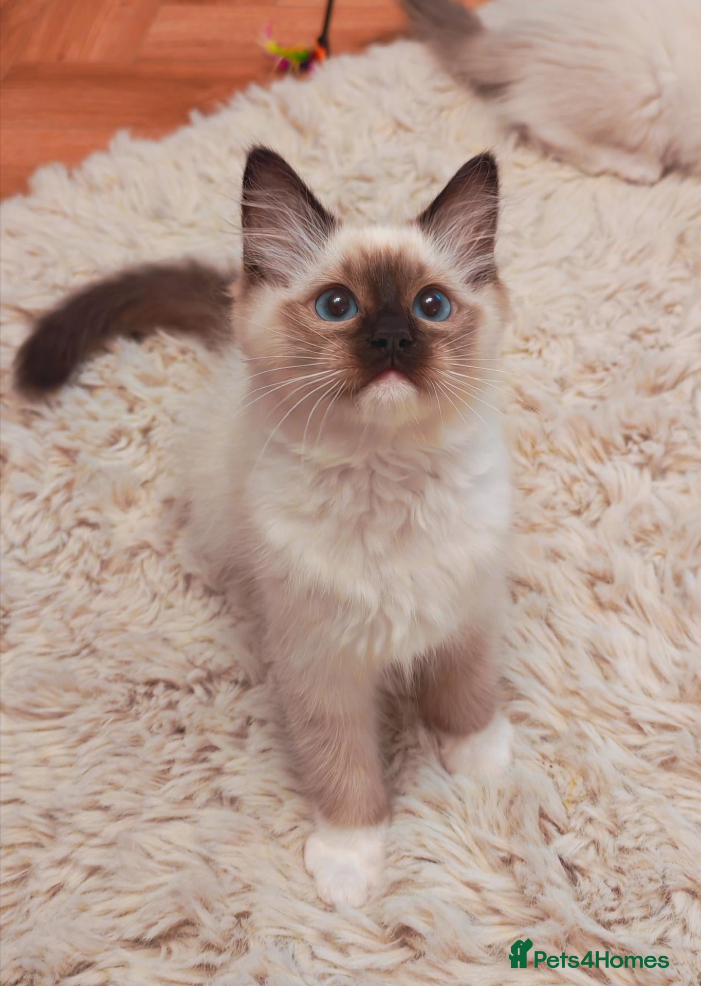 Ragdoll cats Raised with Love, ready for forever homes 🏠❤️ - Advert 8